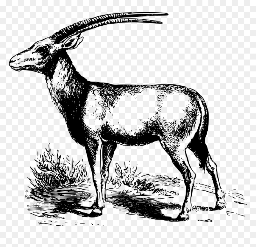 Antelope,musk Deer,gazelle - Antelope, HD Png Download - antelope png