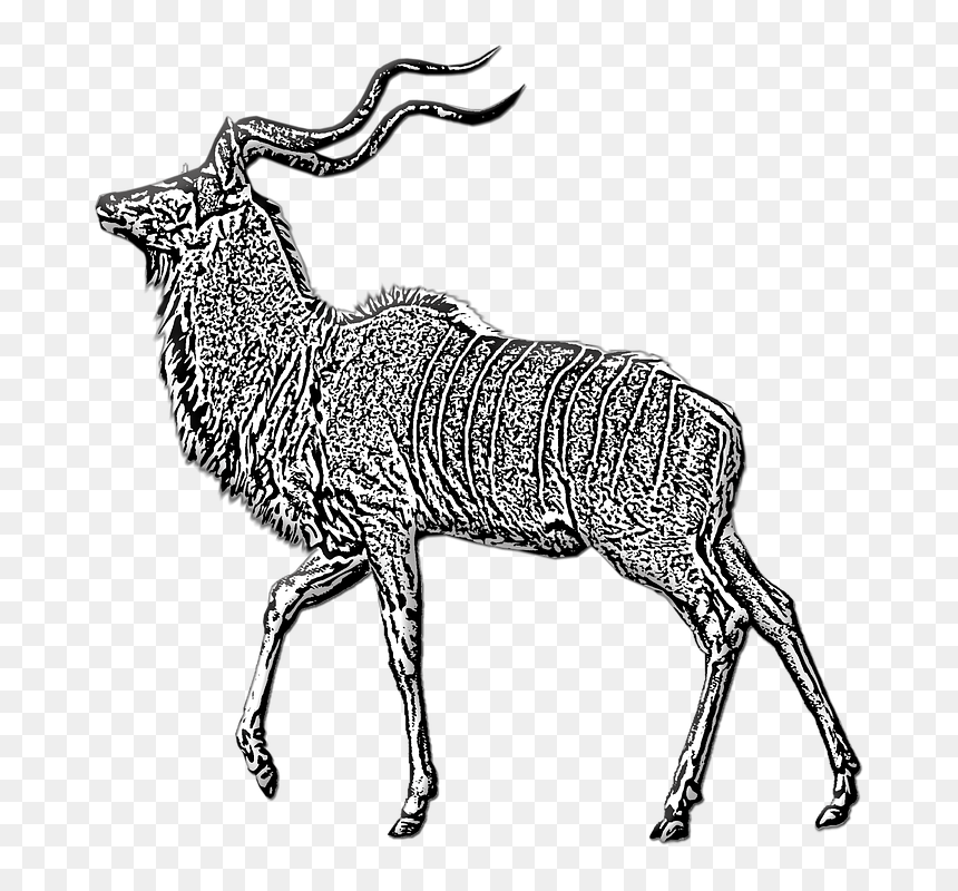 Kudu Horns Animated, HD Png Download - antelope png