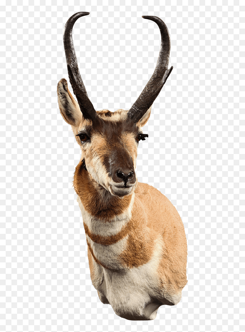 Antelope Shoulder Mount - Pronghorn, HD Png Download - antelope png