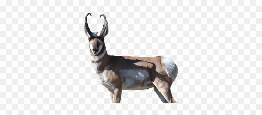 Roe Deer, HD Png Download - antelope png