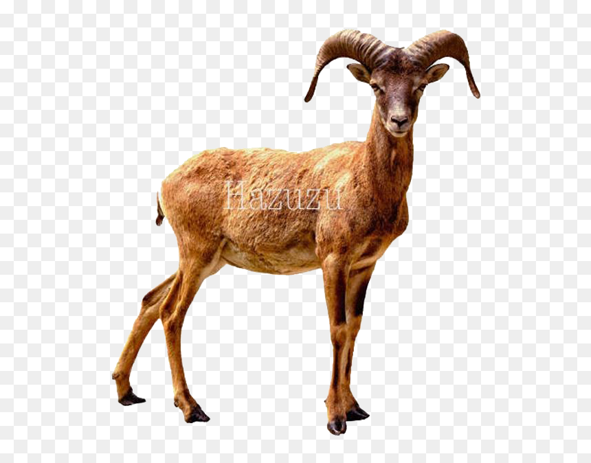Bighorn Sheep Png Download Image - Psp Tubes Wilde Dieren, Transparent Png - antelope png