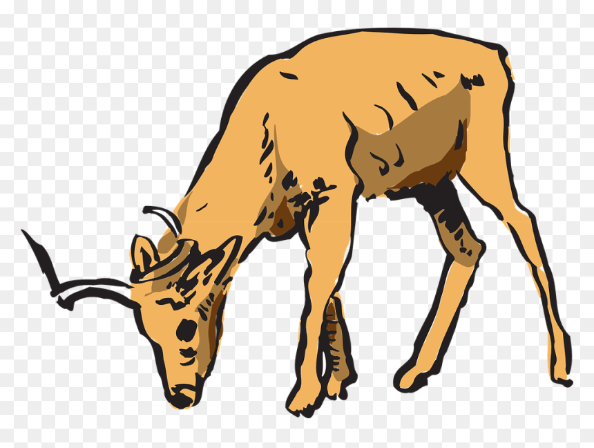 Deer Eating Clipart, HD Png Download - antelope png