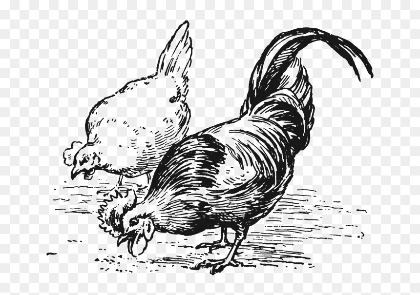 Chickens Clipart Black And White, HD Png Download - muk png
