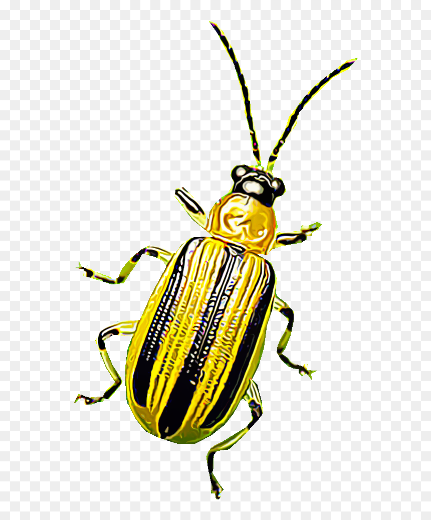 Yellow Beetles Png, Transparent Png - bug eyes png