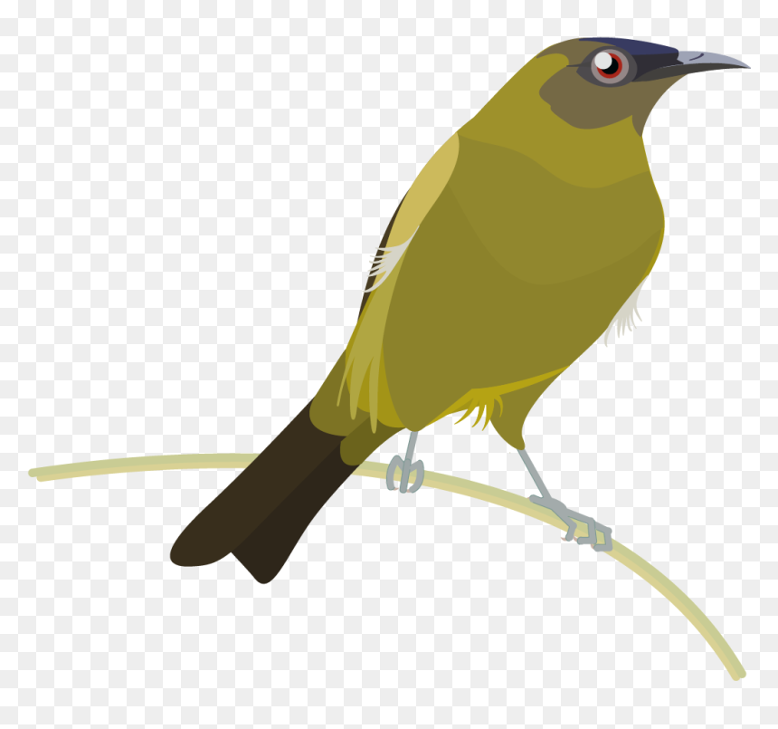 Cuculiformes, HD Png Download - bird icon png