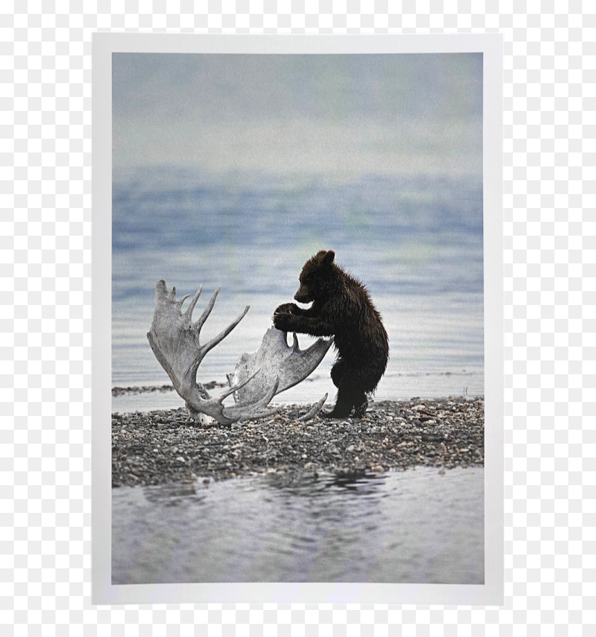 Grizzly Bear, HD Png Download - bear cub png
