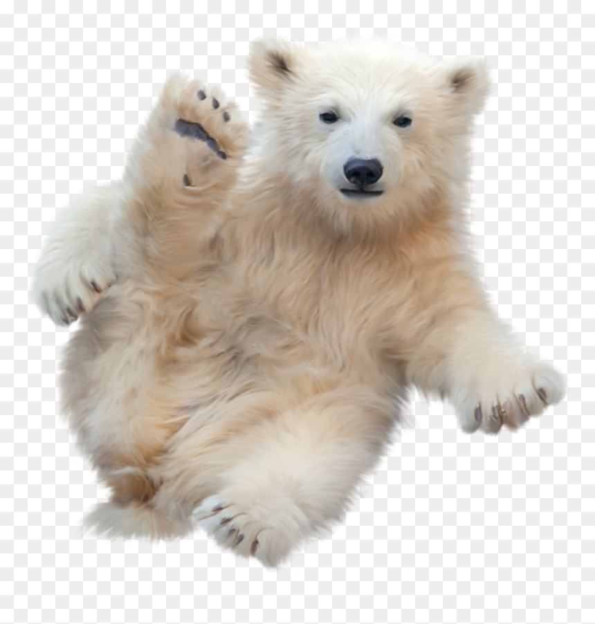 Type Img, - German Spitz Klein, HD Png Download - bear cub png