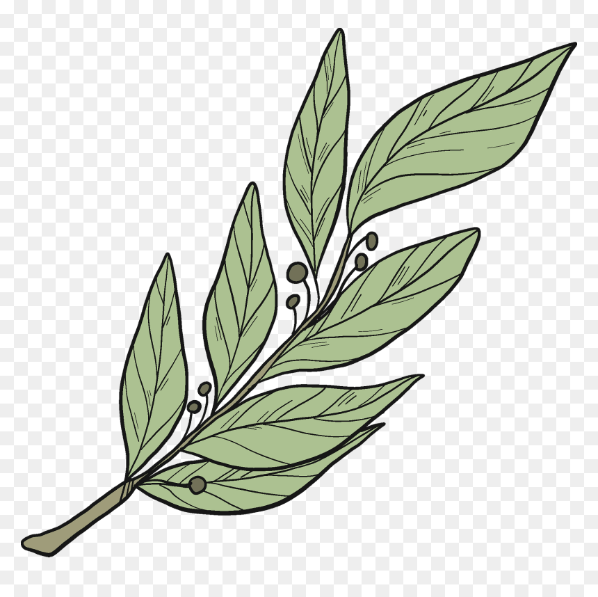 Flower, HD Png Download - laurel leaf png