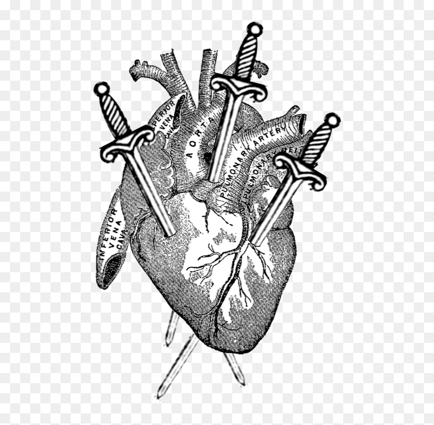 Picture - Anatomy Of Heart Vintage, HD Png Download - tarot png
