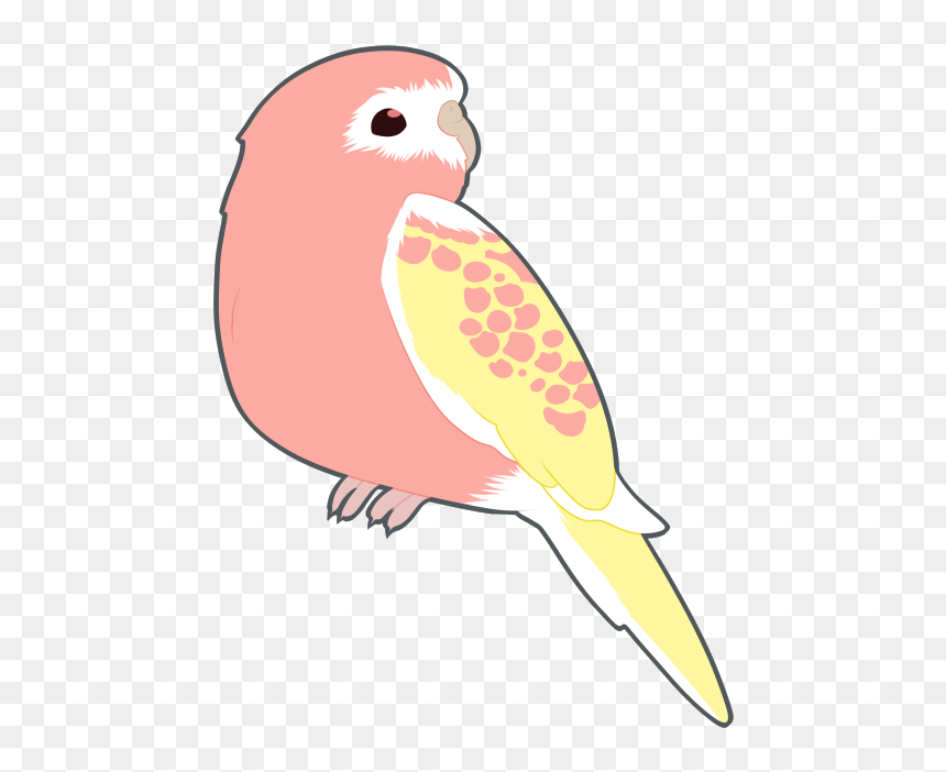 Budgie Drawing Parrot - Budgerigar, HD Png Download - budgie png