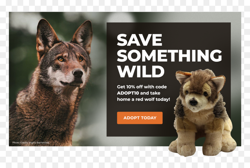 Adopt A Red Wolf - Portable Network Graphics, HD Png Download - red wolf png