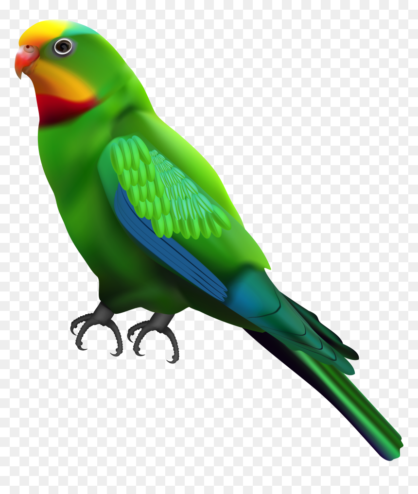 Budgie At Getdrawings Com, HD Png Download - budgie png