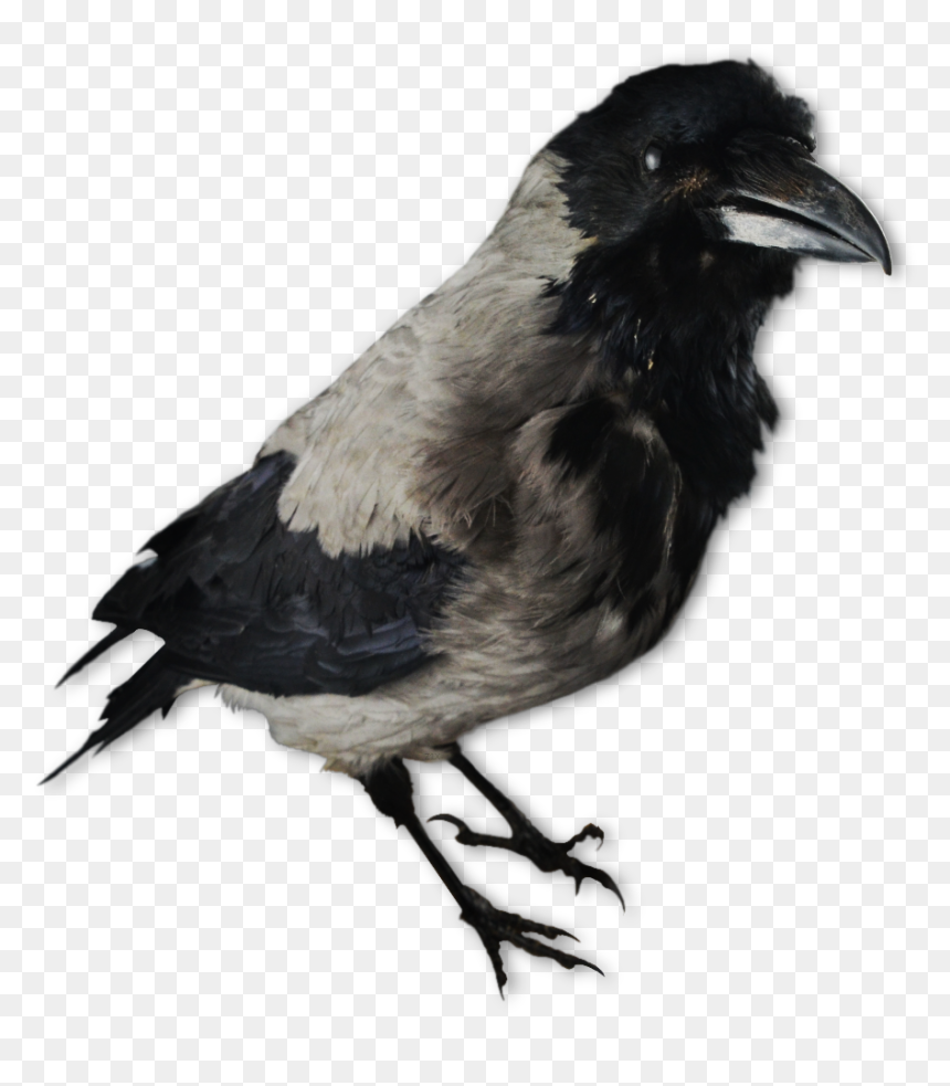 Image Of A Crow Decoy - Crow Decoys, HD Png Download - the crow png