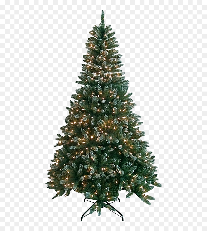 Image - Fresh Noble Christmas Tree, HD Png Download - sexy santa png