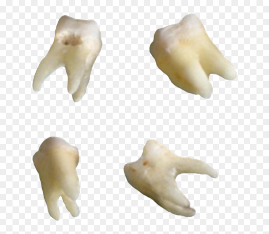 #png #polyvore #polyvorepng #rippolyvore #luvsickclown - Animal Figure, Transparent Png - teeth.png
