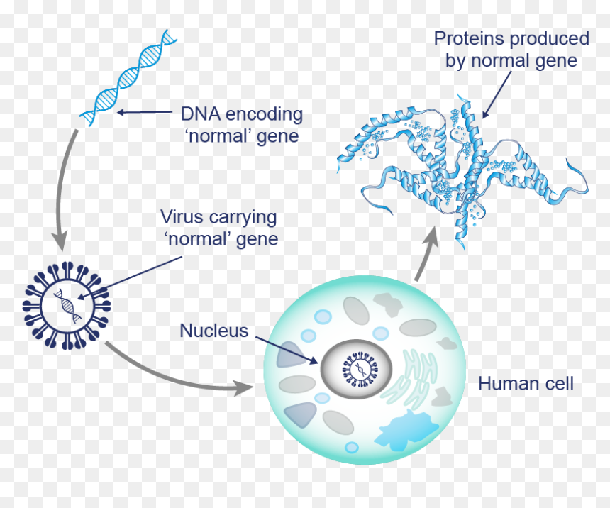 Despite The Viruses Being Specifically "programmed - Circle, HD Png Download - gene png