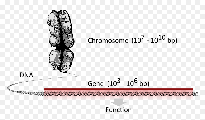 Chromosome Dna Gene , Png Download - Chromosome Dna Genes Svg, Transparent Png - gene png