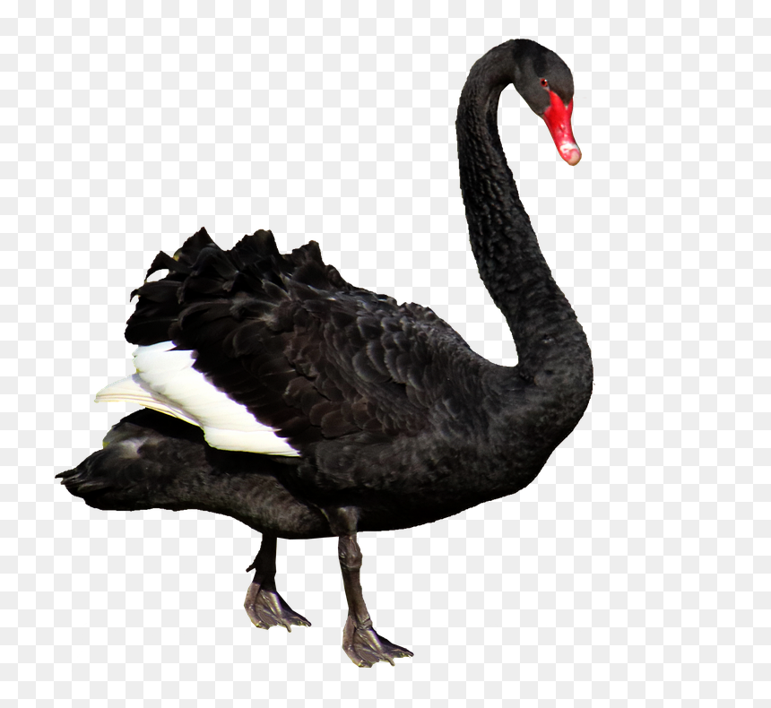 Black Swan, HD Png Download - black swan png