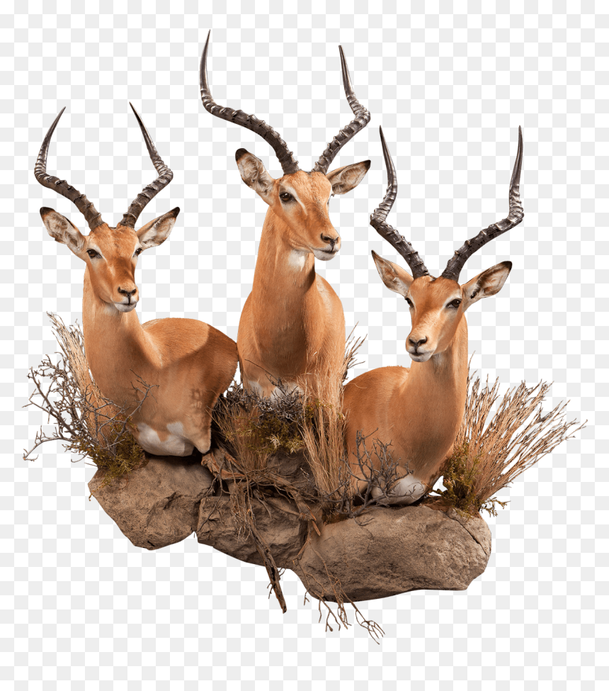 Three Impalas Taxidermy - Antler, HD Png Download - impala png