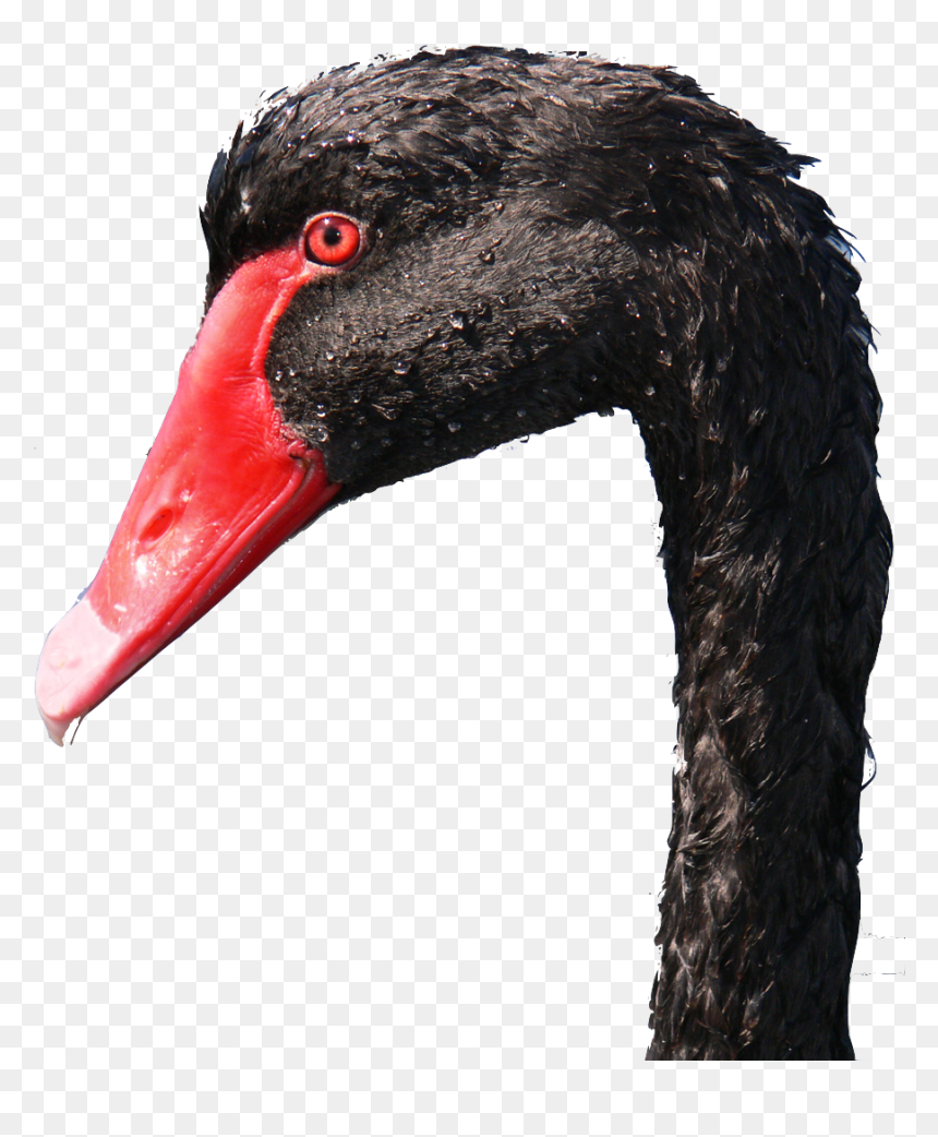 Photo Close-up Of Black Swan Head - Black Swan Head, HD Png Download - black swan png