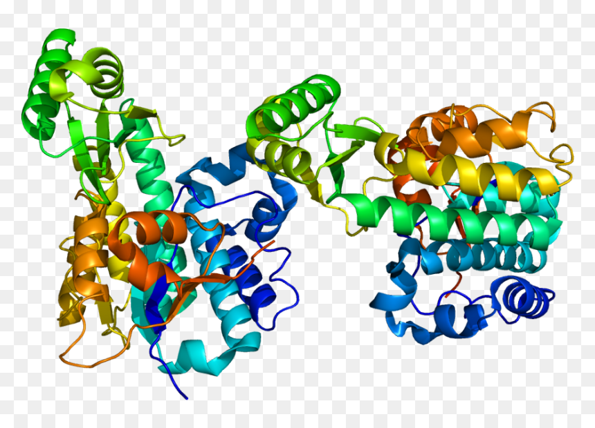 Protein Mcat Pdb 2c2n - Mcat Gene, HD Png Download - gene png