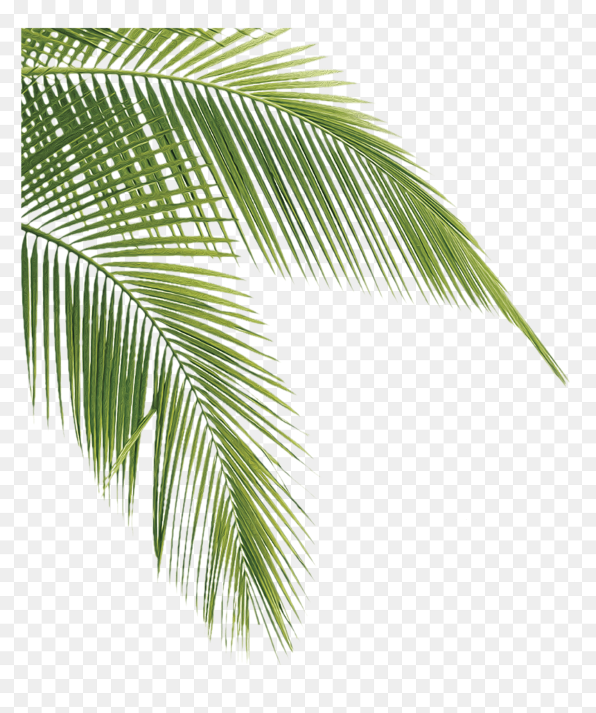 After Three Decades In Business, We"ve Discovered The - Palm Tree Leaves Transparent, HD Png Download - palmeiras png