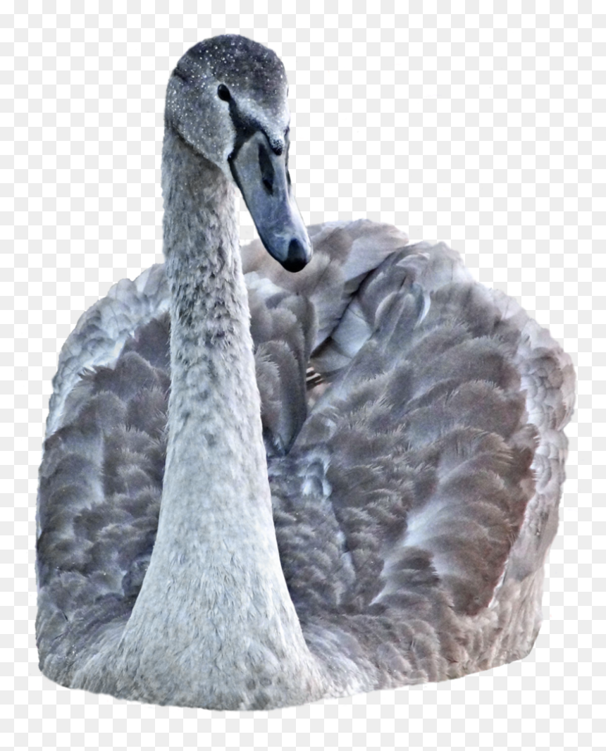 Portable Network Graphics, HD Png Download - black swan png