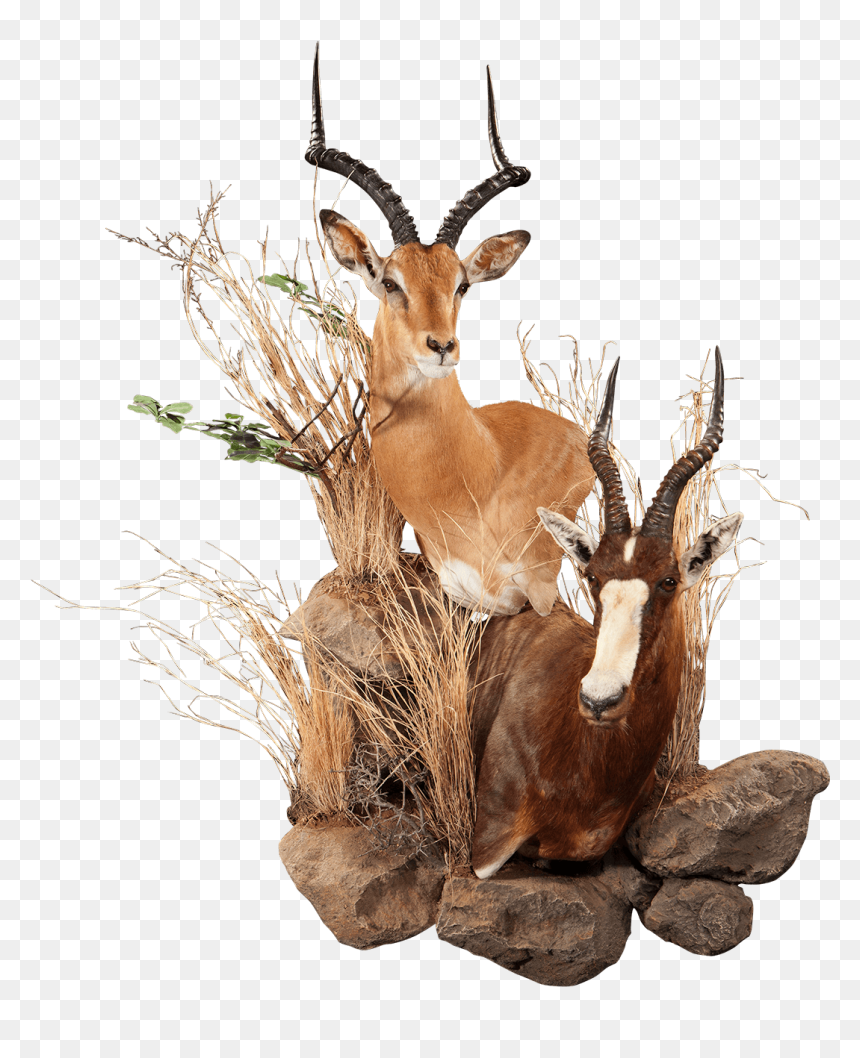 Impala And Blesbok Wall Pedestal - Reindeer, HD Png Download - impala png