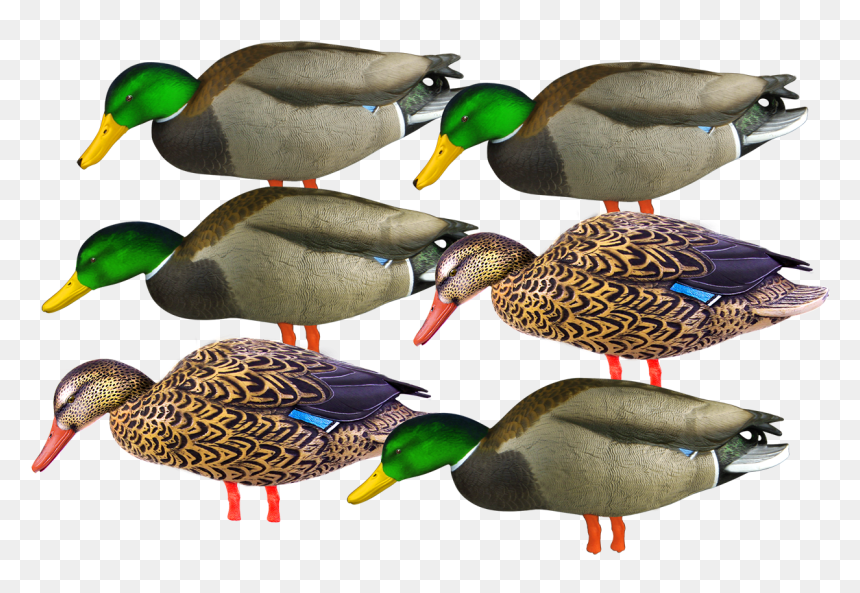 Avery Pg Full Body Mallard Feeders Flocked Head - Mallard, HD Png Download - duck head png