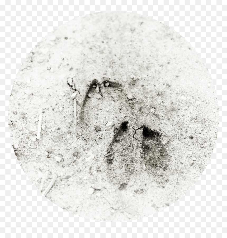 The Only Name (1000x1494), Png Download - Circle, Transparent Png - deer tracks png