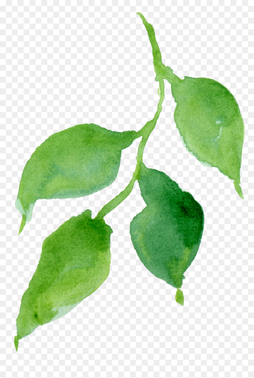 Hop Hornbeam , Png Download - Pride Of India, Transparent Png - hop png