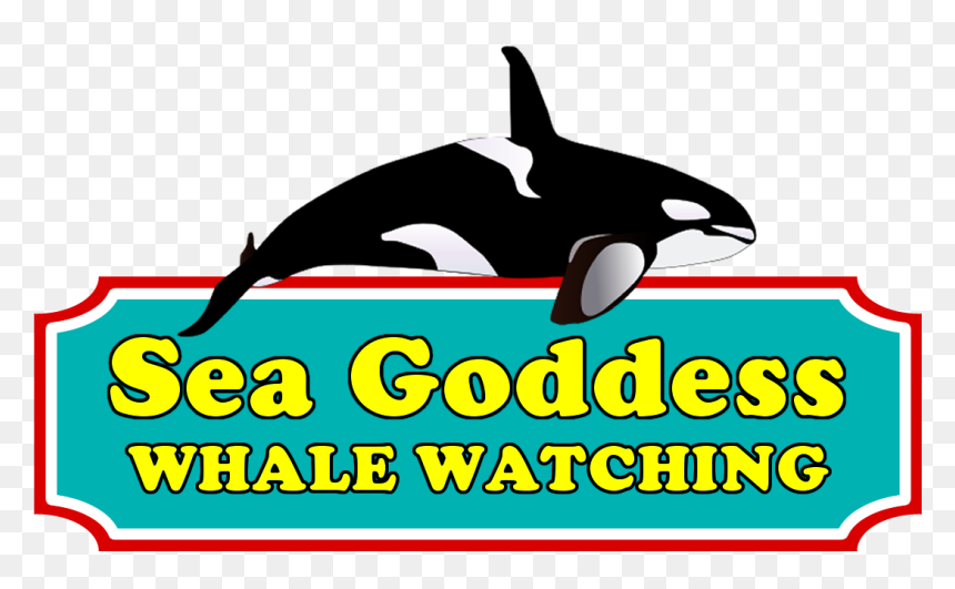 Sea Goddess Whale Watch Update - Orca Drawing, HD Png Download - whale tail png