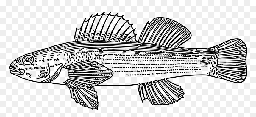 Fish Drawing Computer Icons Download - Drawings Of Darter Fish, HD Png Download - fish drawing png