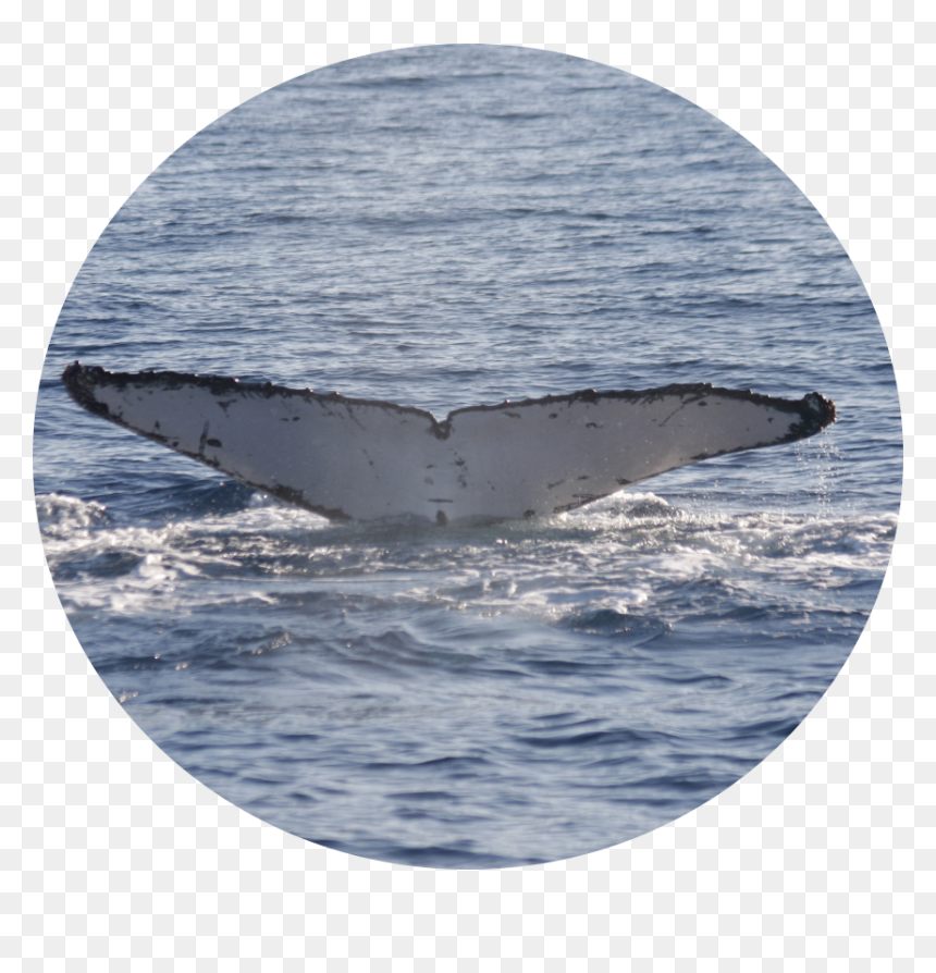 Ptt34350 - Sea, HD Png Download - whale tail png