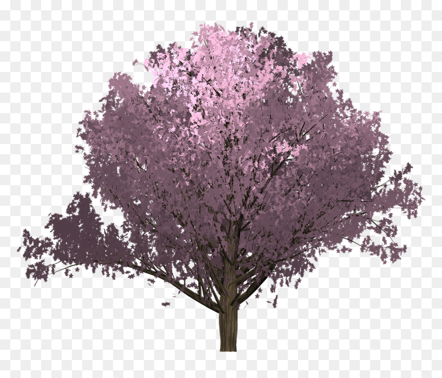 Red Bud, HD Png Download - pink tree png