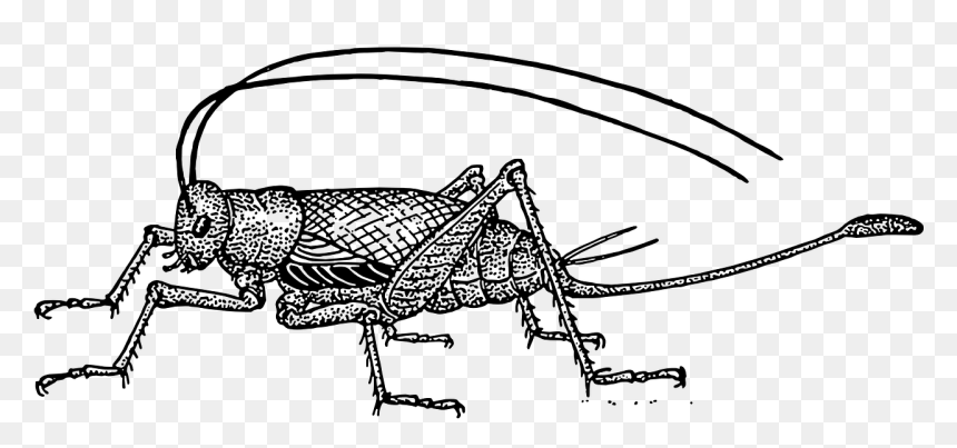 Cricket Clipart, HD Png Download - hop png