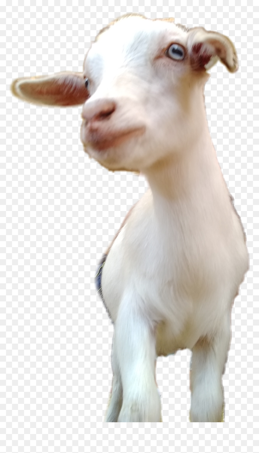 Goat, HD Png Download - goat simulator png