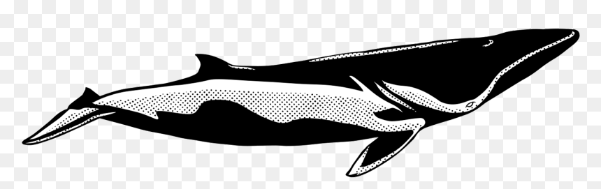 Blue Whale, HD Png Download - whale tail png