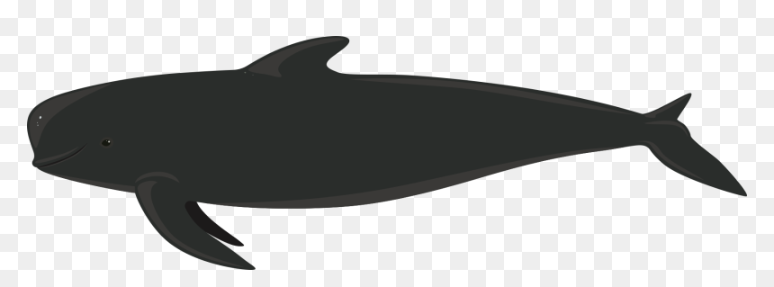 Cartilaginous Fish, HD Png Download - whale tail png