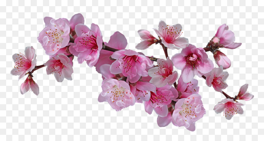 Nectarine Tree Flowers Drawing, HD Png Download - pink tree png