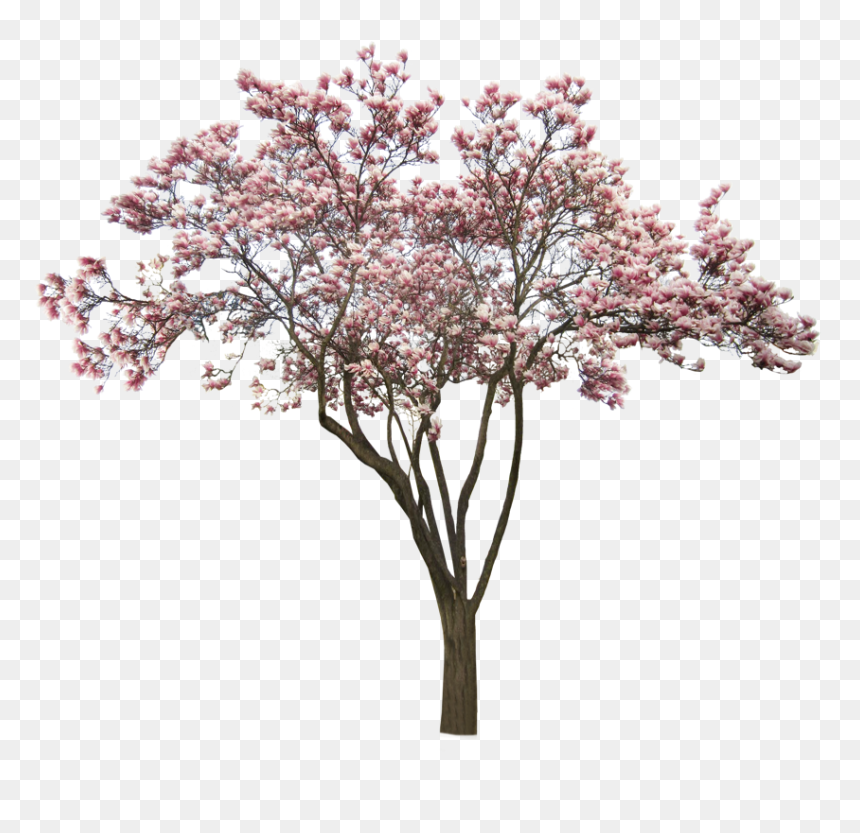 #tree #pink #pinktree #cherry #cherrytree #park #freetoedit - Americanmuslim, HD Png Download - pink tree png