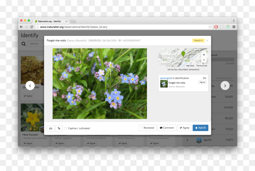 Arrow Keys Navigate Between Observations, "i - Inaturalist Identification, HD Png Download - arrow keys png