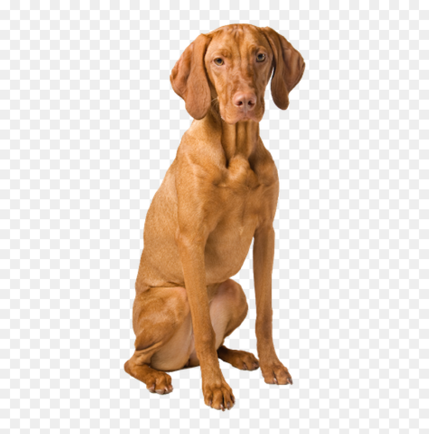 Why Choose A Vizsla To Be The"
										 Title="why - Vizsla Transparent, HD Png Download - clifford the big red dog png