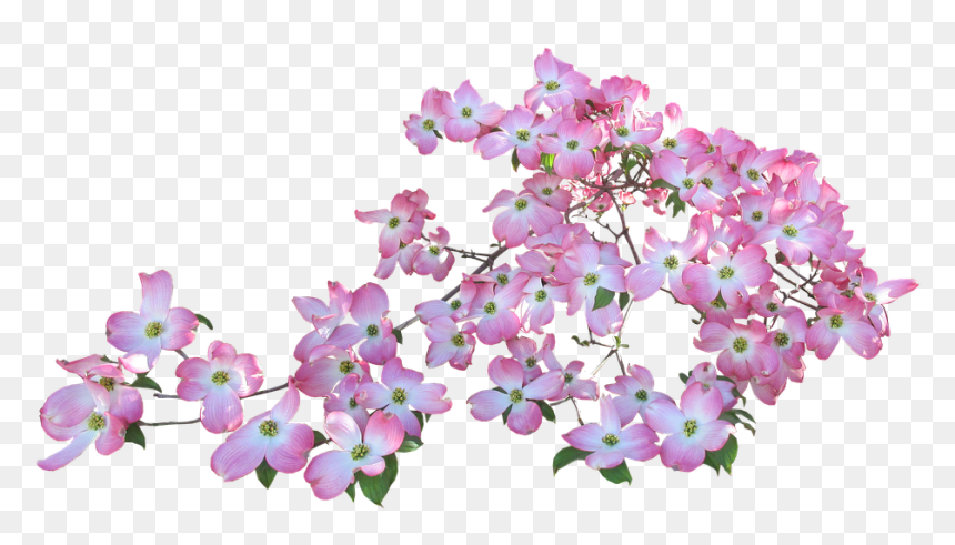 Transparent Background Flowers High Resolution, HD Png Download - pink tree png