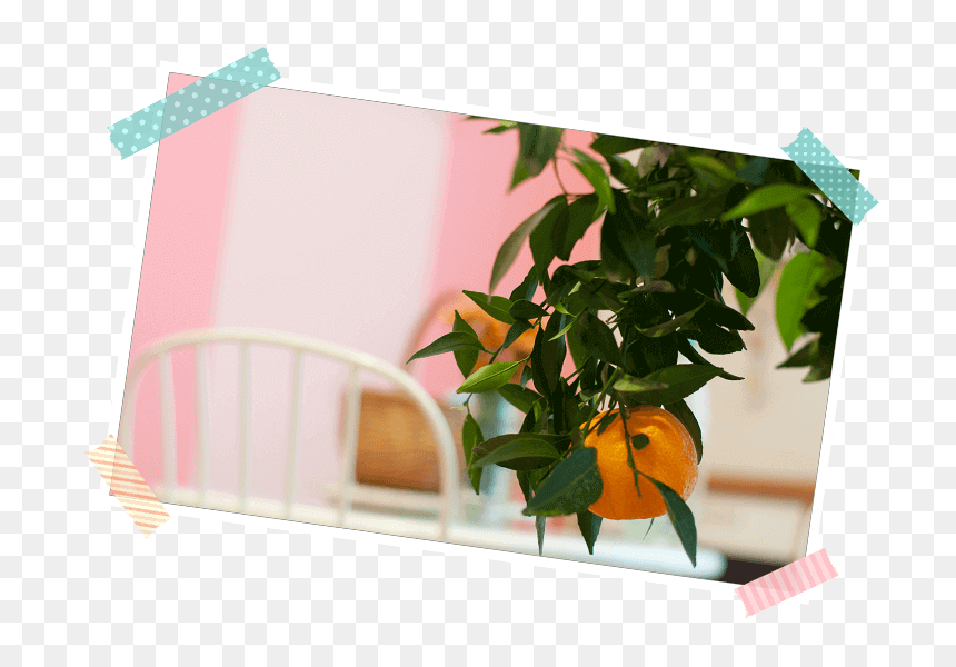Transparent Mandarina Png - Tangerine, Png Download - tangerine png