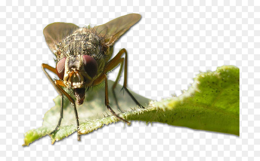 Grasshopper, HD Png Download - house fly png