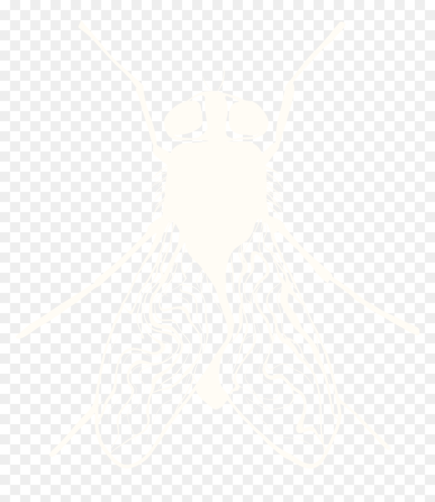 Mosca Grande Trasparente - Illustration, HD Png Download - house fly png