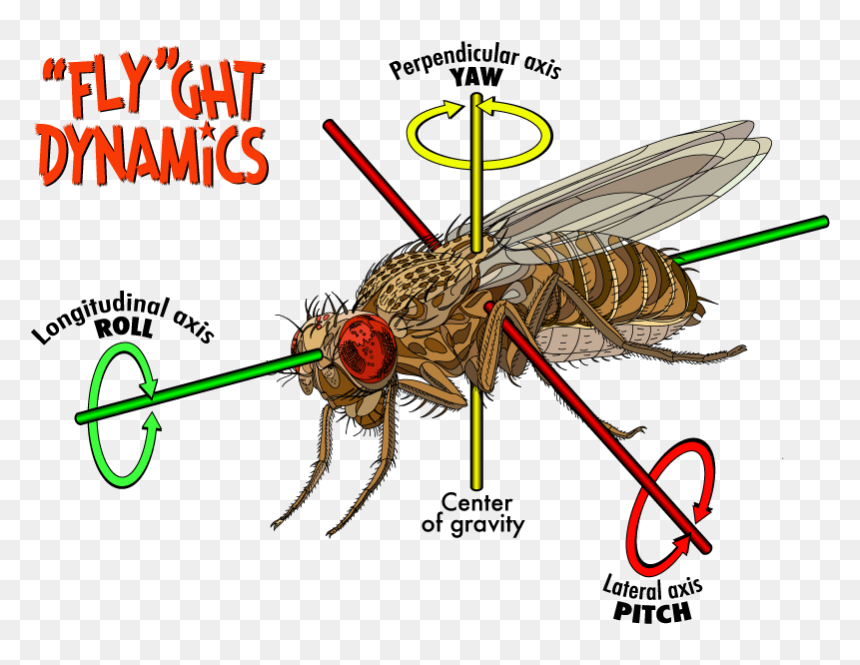 Structure Of Fruit Fly, HD Png Download - house fly png