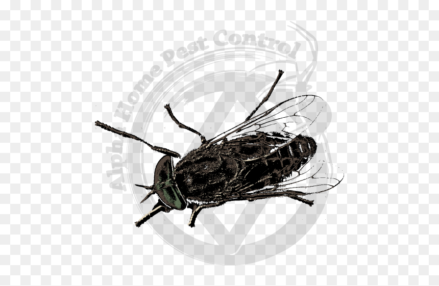 Longhorn Beetle, HD Png Download - house fly png