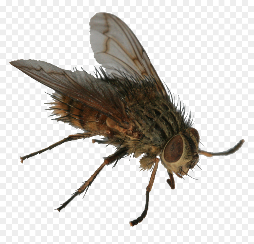 Tachinid2 - Butterfly, HD Png Download - house fly png